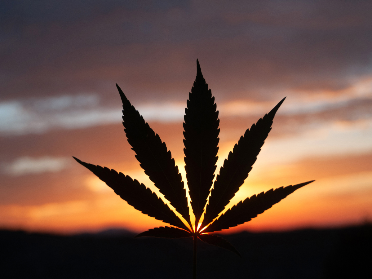 Cannabis, CBD, and the Endocannabinoid System: What You Should Know