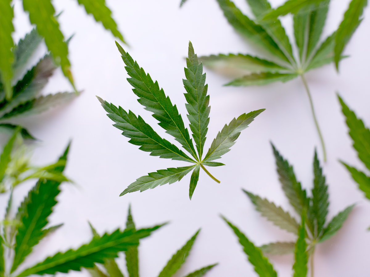 Understanding the Hype: Why Cannabis and CBD Are Everywhere Now