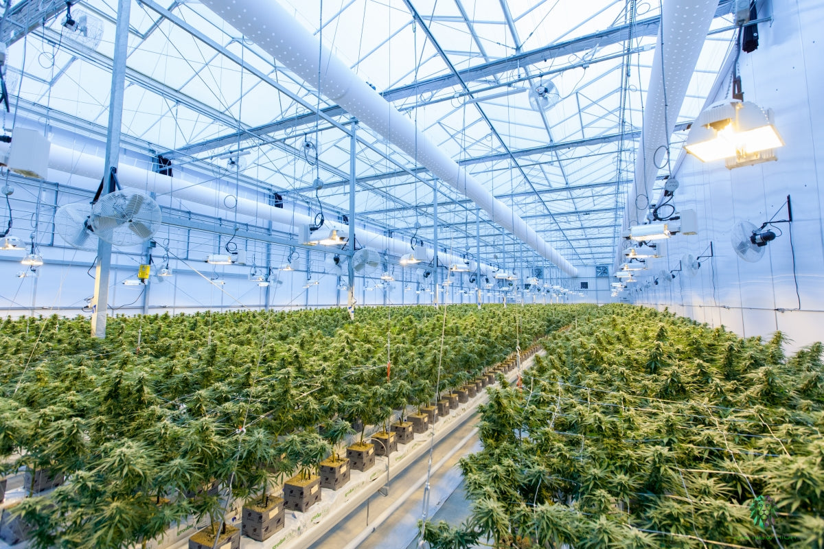 New York Cannabis Updates: Cultivators, Retailers, and Sales