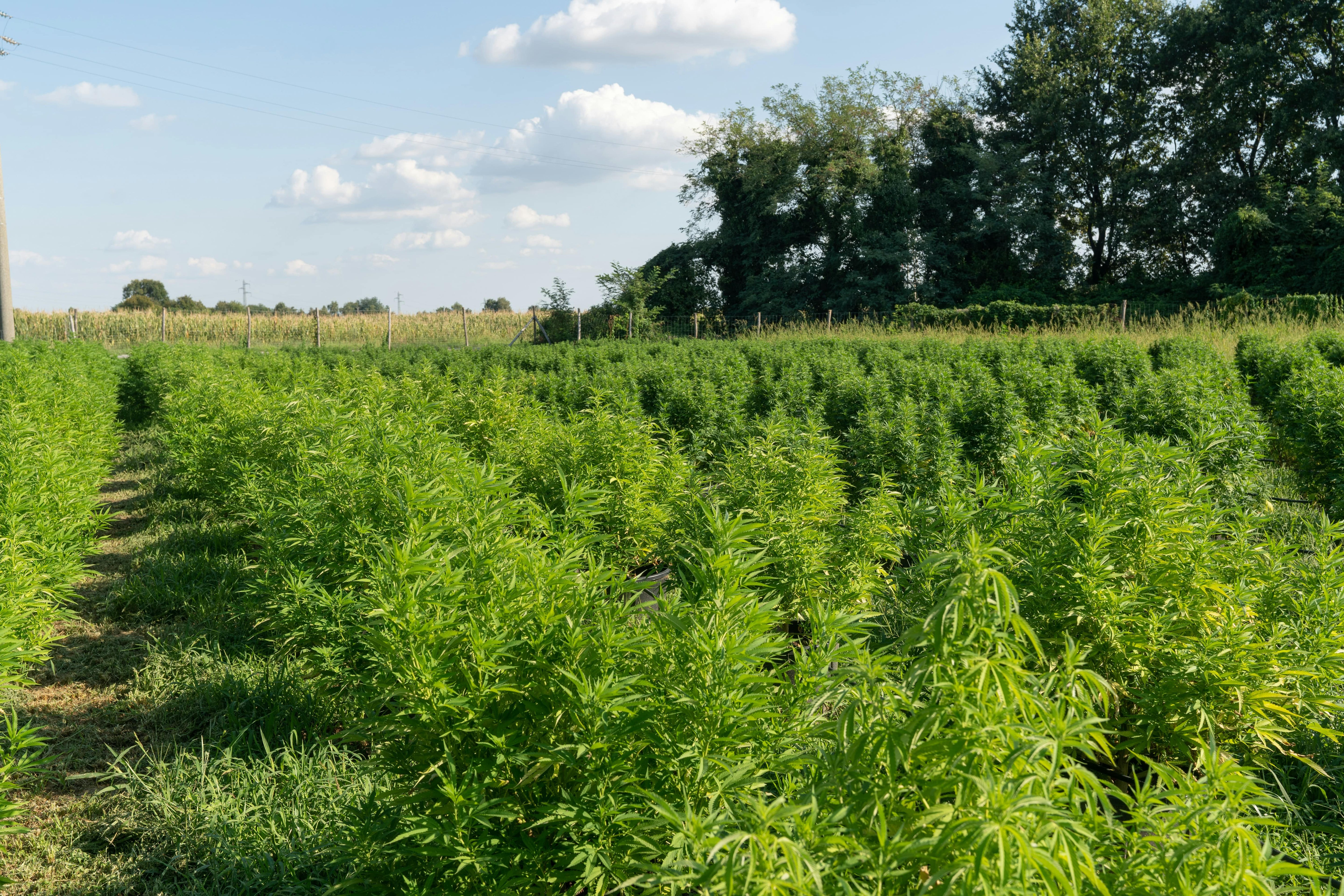 What Is Full-Spectrum CBD — and Why Does It Matter in 2025?