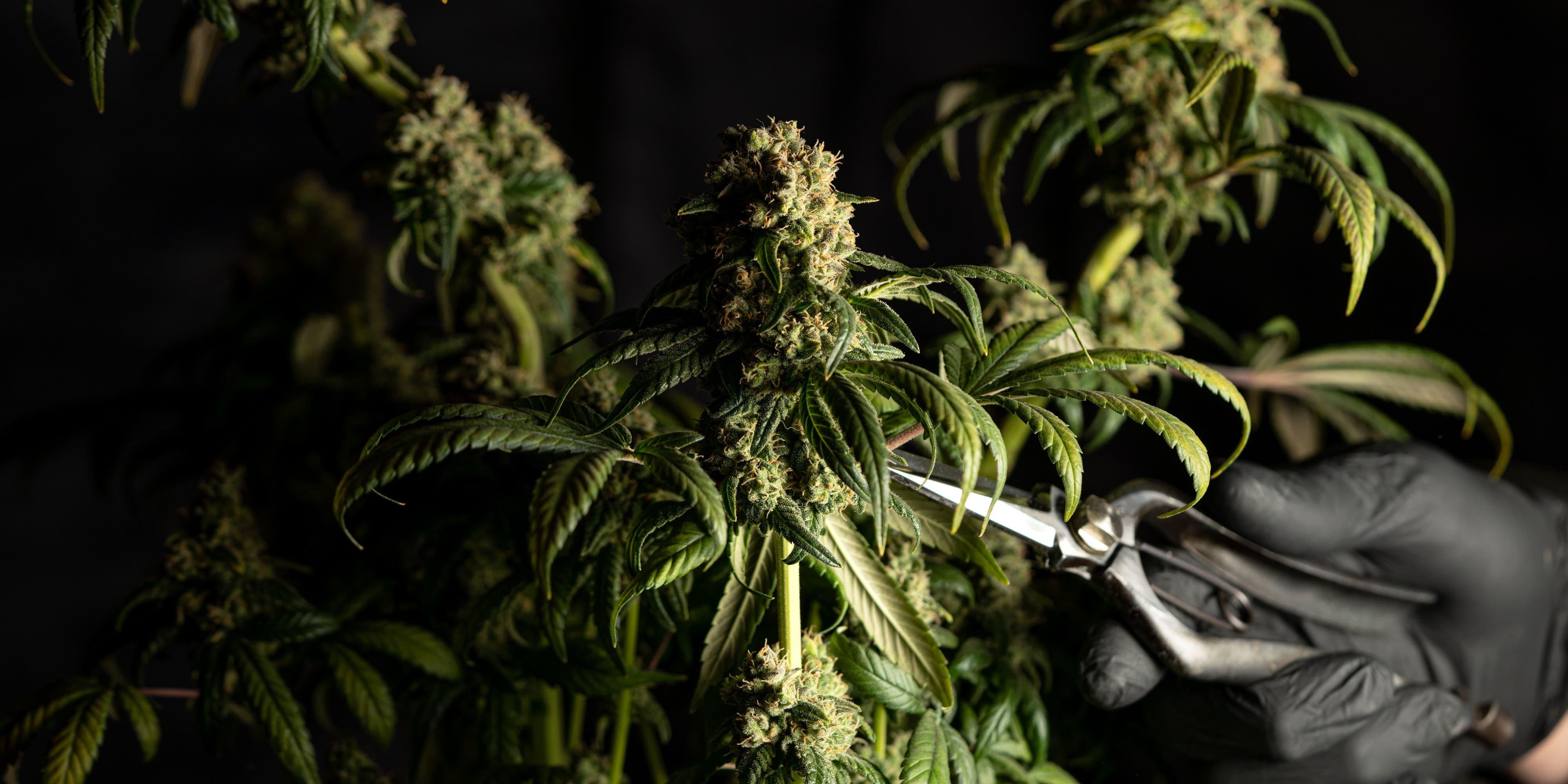 The Difference Between Full Spectrum Crude Oil and Distillates