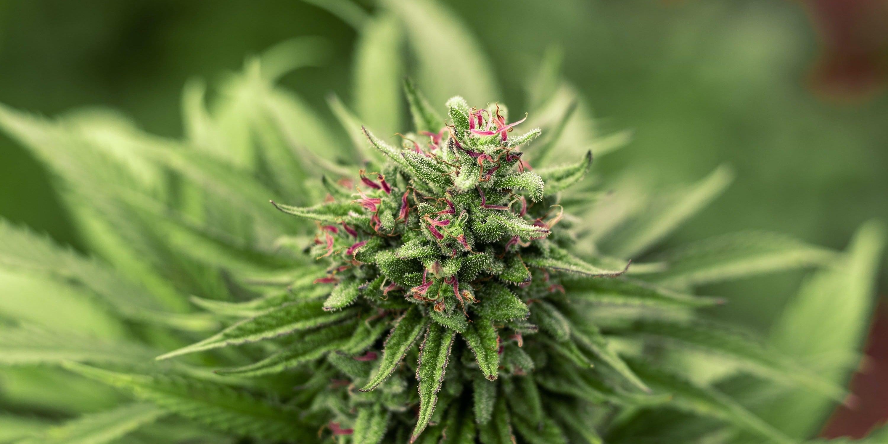 New York Marijuana stores